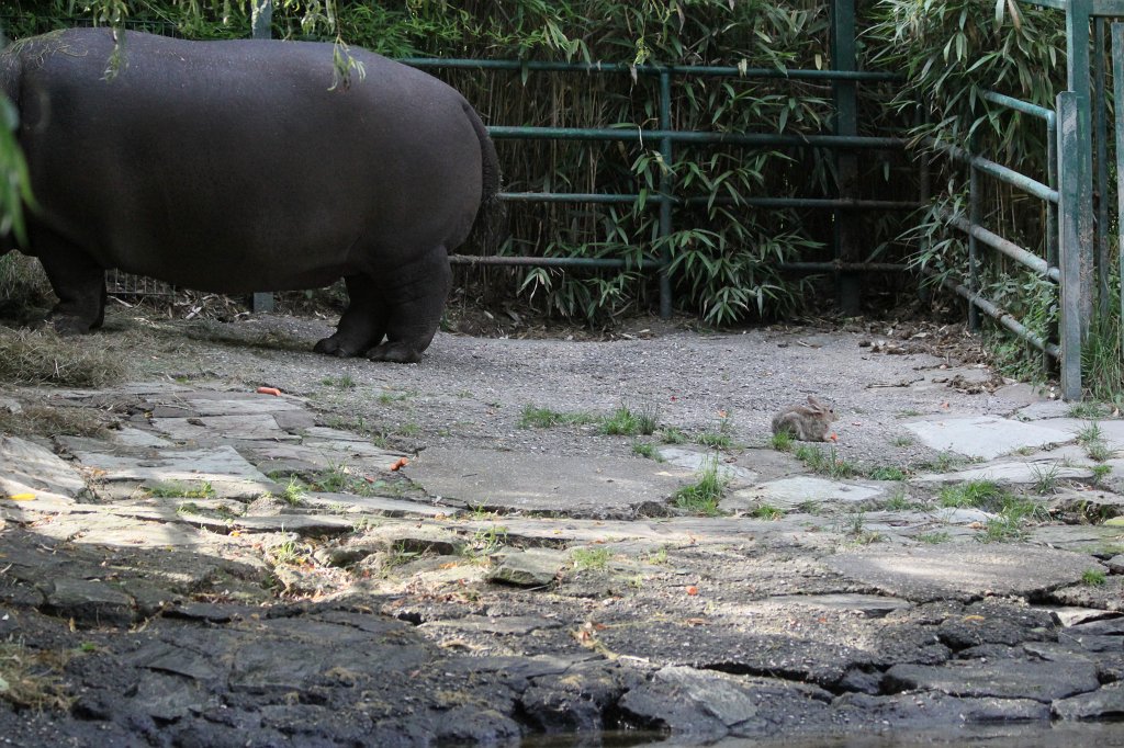 IMG_1337.JPG - Rabbit  http://en.wikipedia.org/wiki/Rabbit  stealing Hippo  http://en.wikipedia.org/wiki/Hippopotamus  Tana's feed