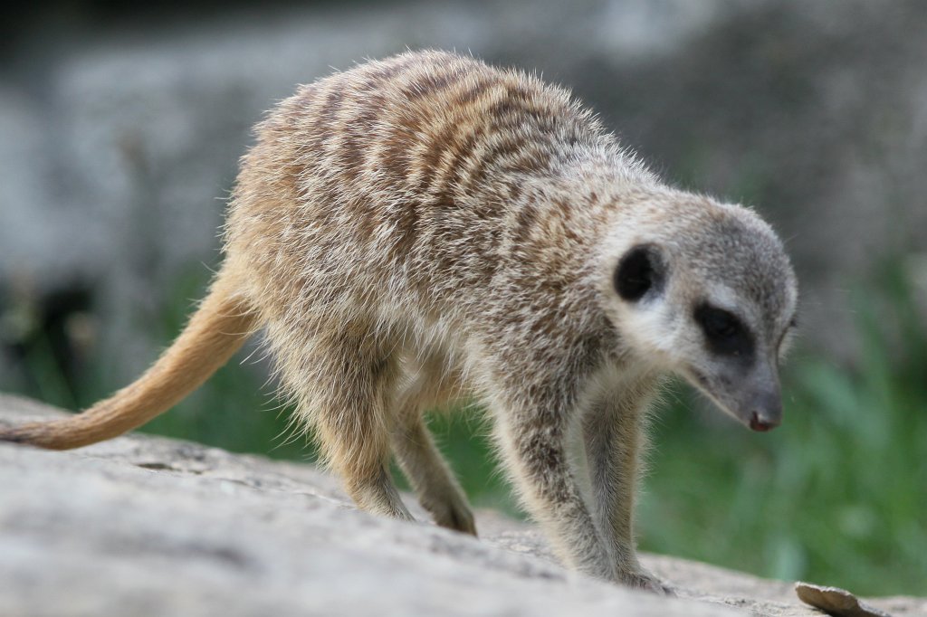 IMG_1367.JPG - Meerkat  http://en.wikipedia.org/wiki/Meerkat 