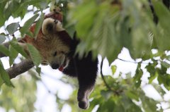 Red Panda
