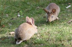 Rabbits
