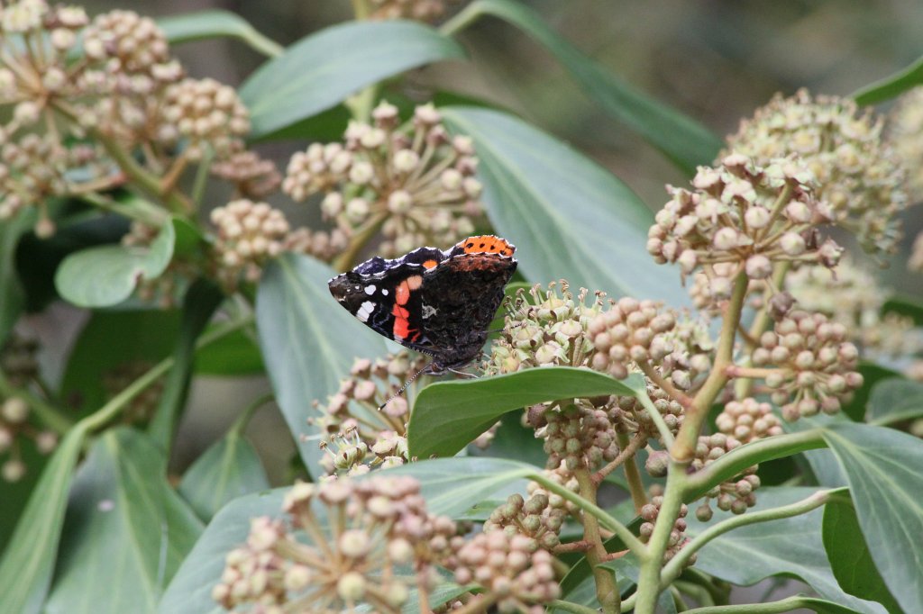 IMG_1493.JPG - Butterfly  http://en.wikipedia.org/wiki/Lepidoptera 