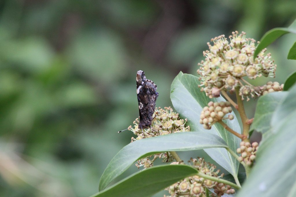 IMG_1495.JPG - Butterfly  http://en.wikipedia.org/wiki/Lepidoptera 