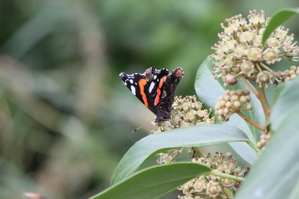 IMG_1496.JPG - Butterfly  http://en.wikipedia.org/wiki/Lepidoptera 