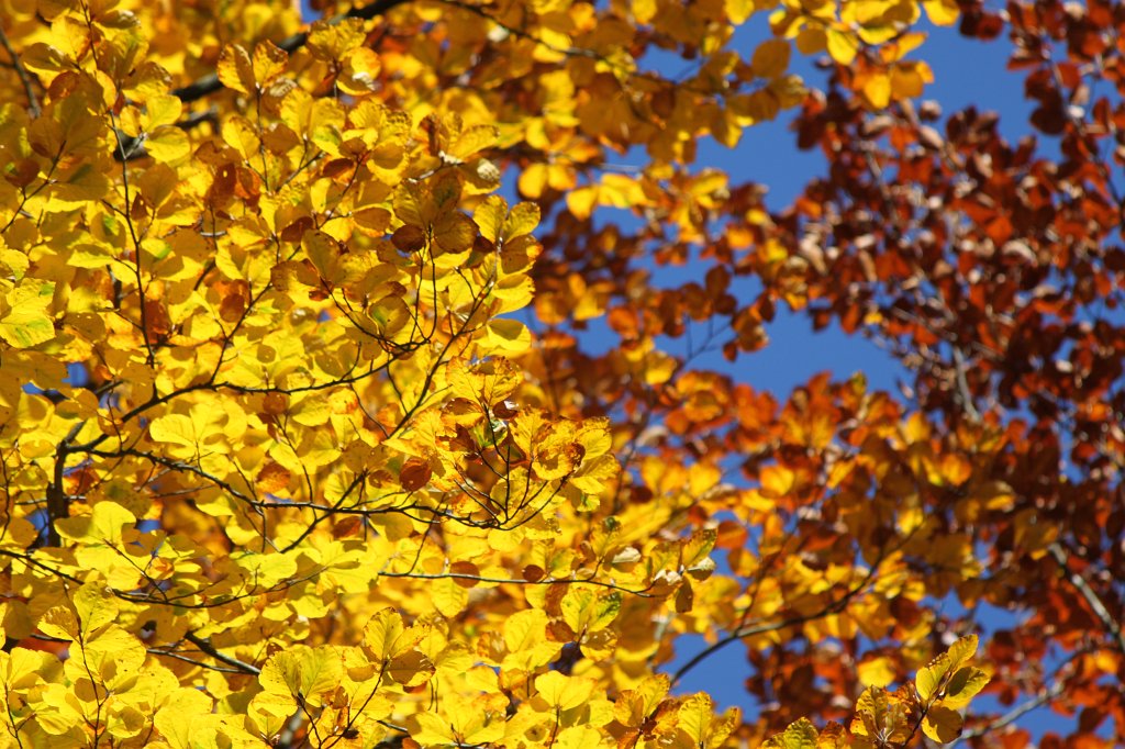 IMG_1561.JPG - Yellow leaves an blue sky
