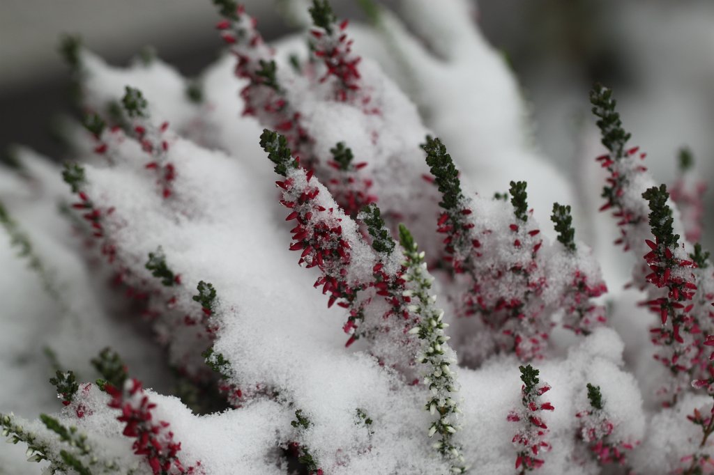 IMG_1573.JPG - Snow in October