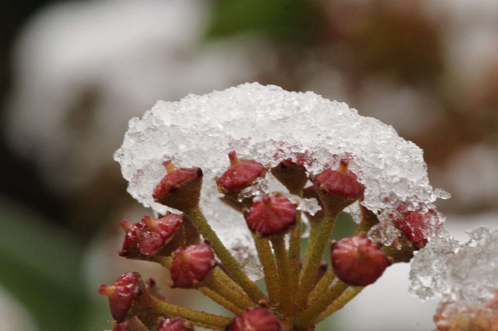 IMG_1579.JPG - First snow in October
