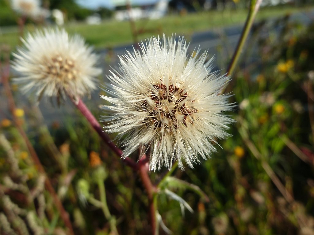P1080825.JPG - Seed is ready to fly