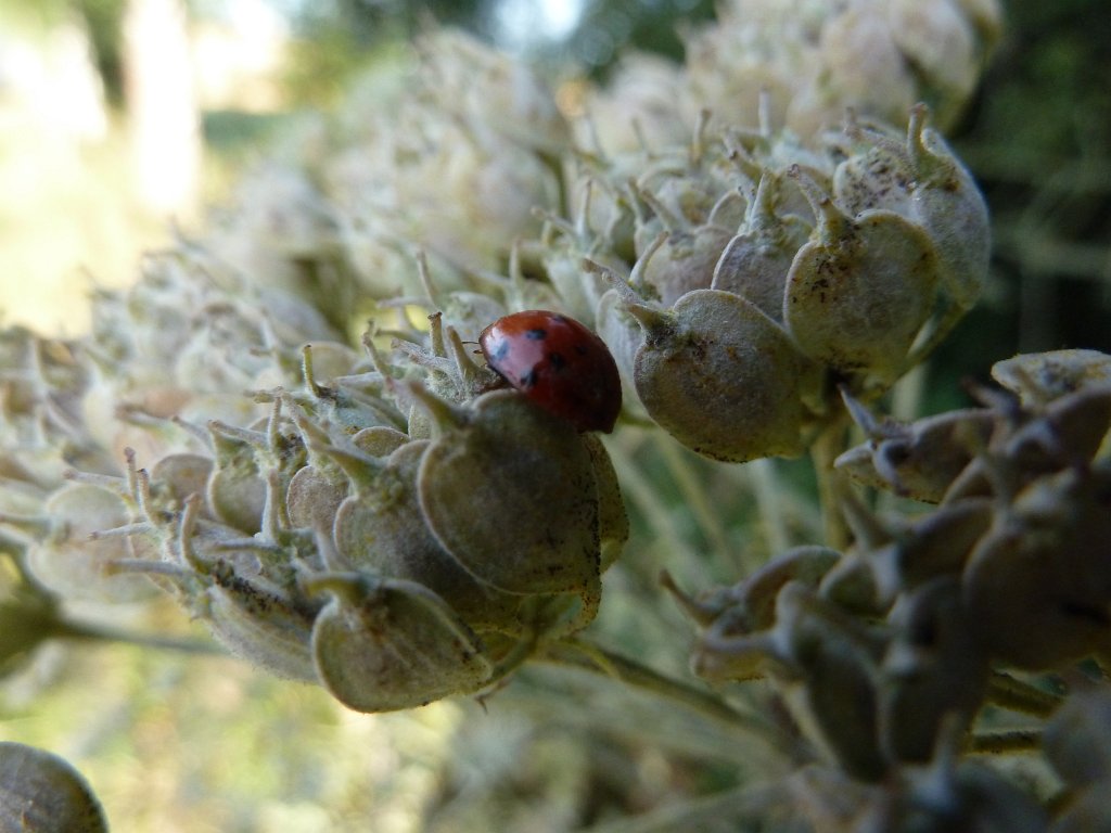 P1080848.JPG - Ladybug  http://en.wikipedia.org/wiki/Ladybug 