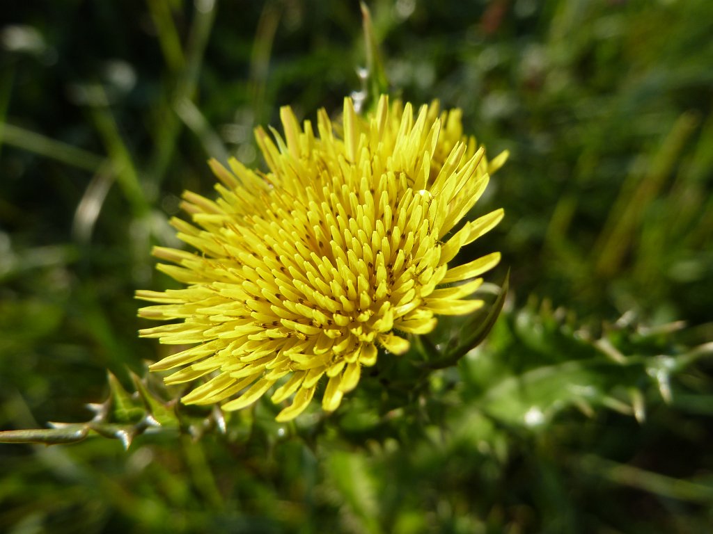 P1080851.JPG - Flower