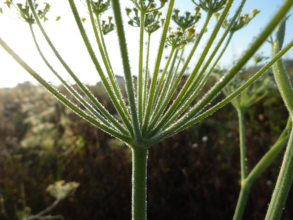 P1080910.JPG - Dew on flower