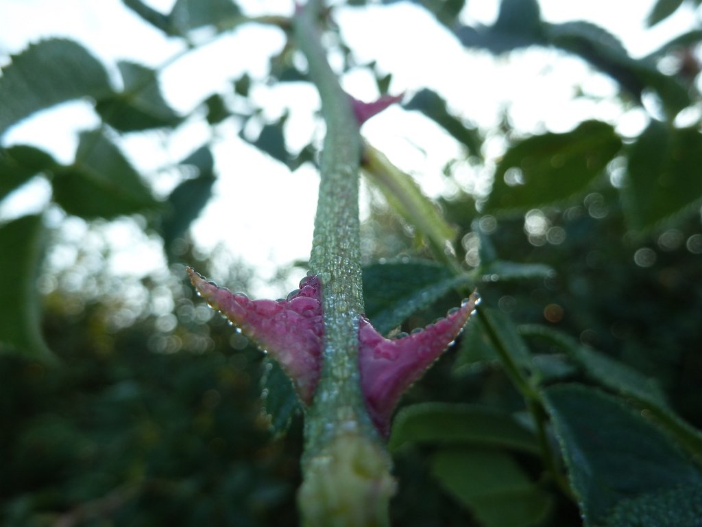 P1080918.JPG - Spikes