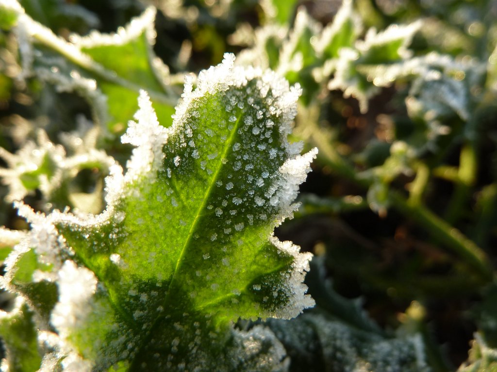 P1090151.JPG - Frozen leaf