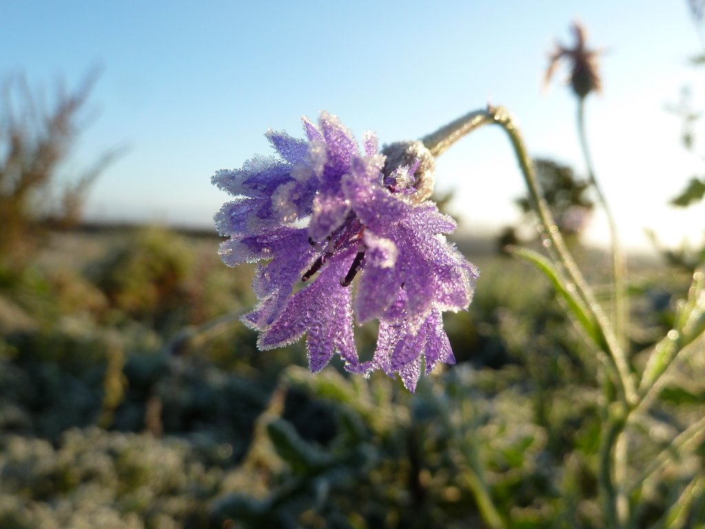 P1090153.JPG - Frozen corn flower