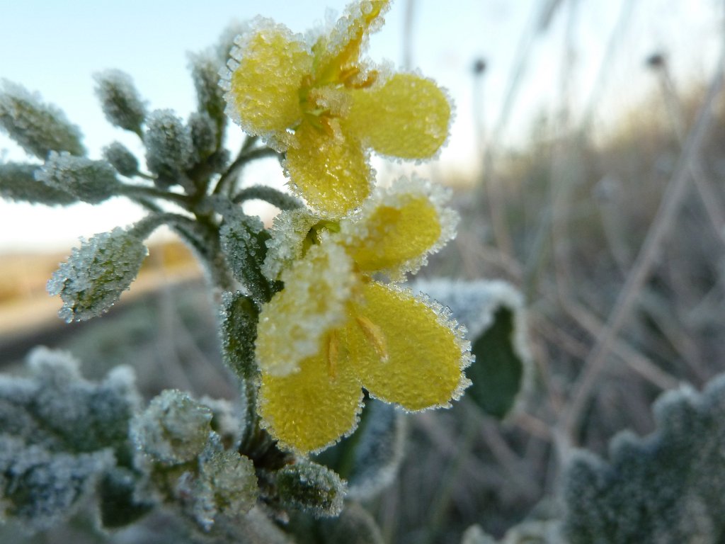 P1090174.JPG - Frozen flower in the morning