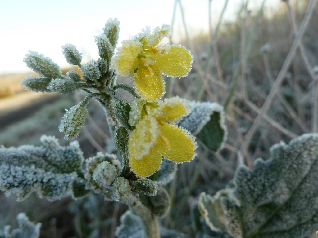 P1090175.JPG - Frozen flower in the morning
