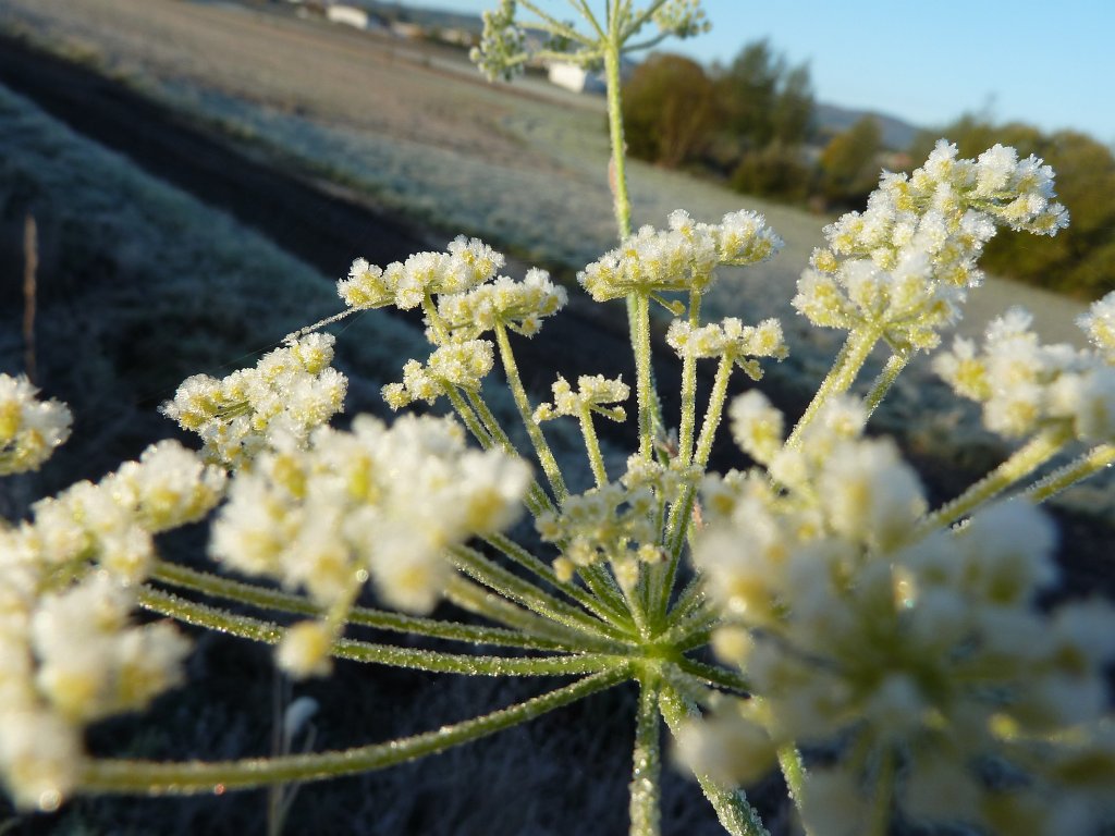 P1090201.JPG - Frozen flower in the morning
