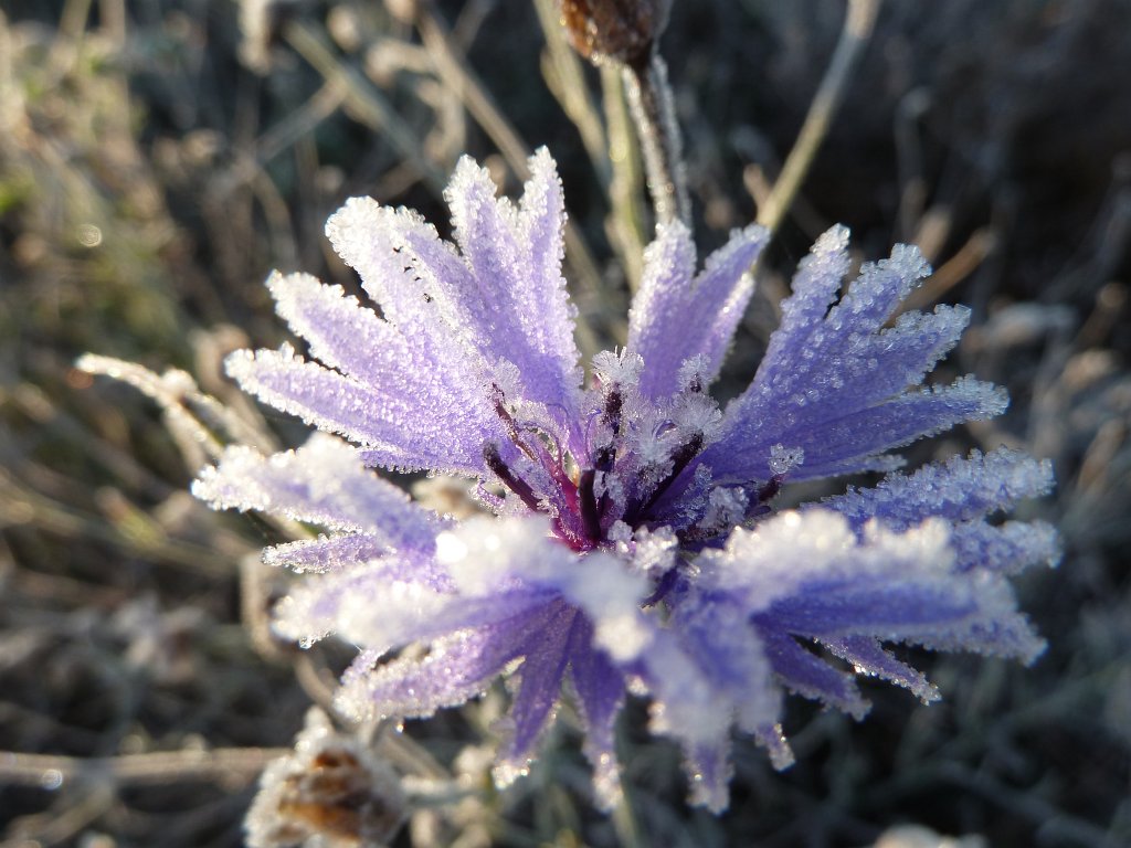 P1090204.JPG - Frozen corn flower