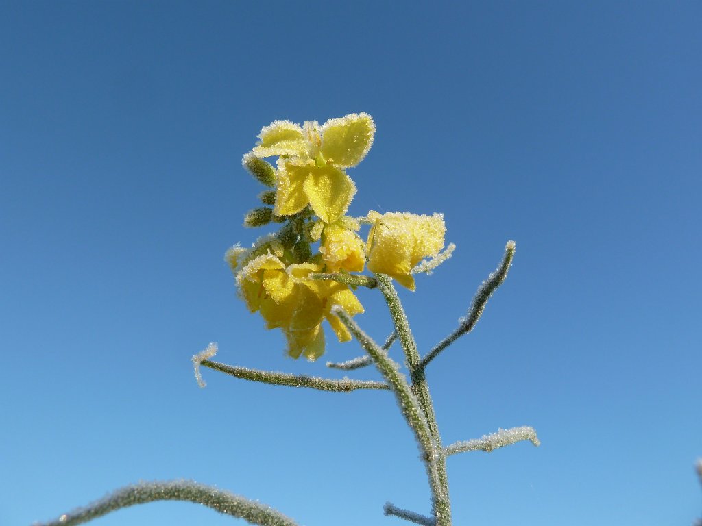 P1090207.JPG - Frozen flower in the morning