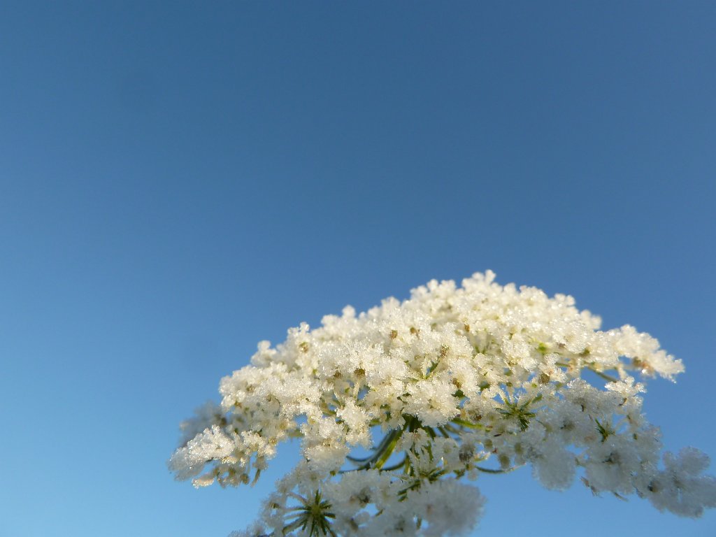 P1090217.JPG - Frozen flower in the morning