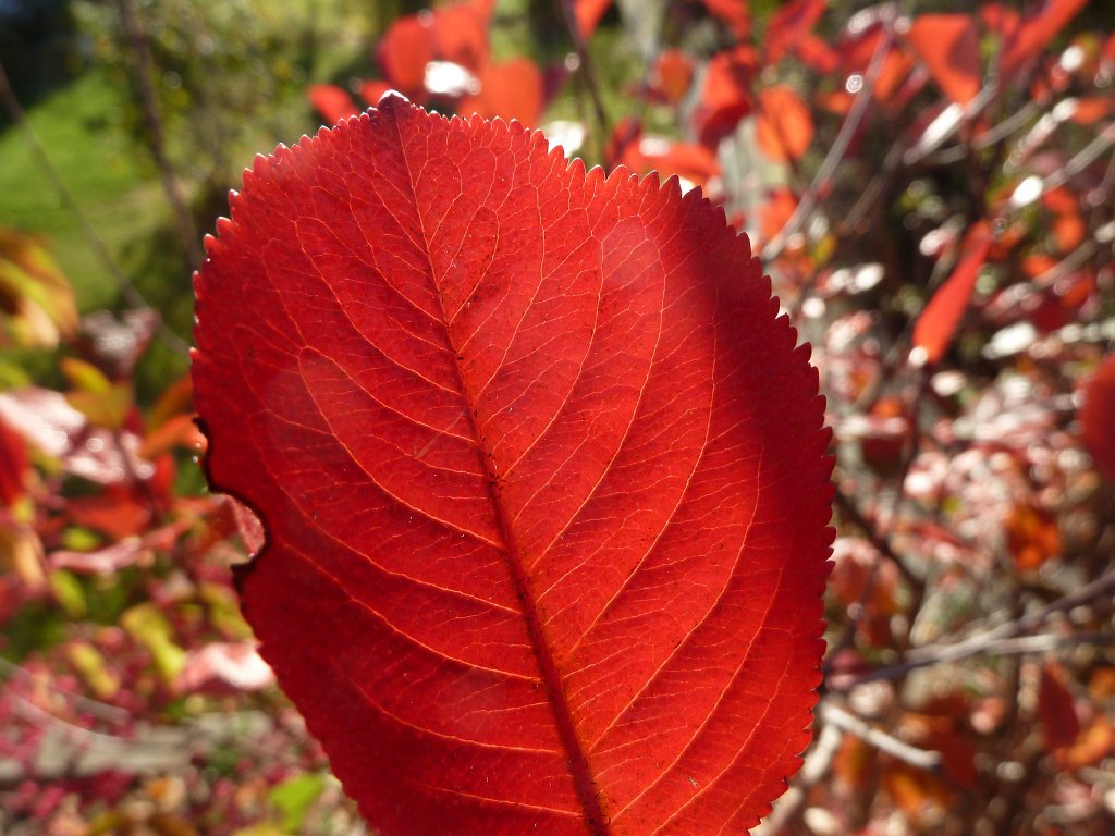 P1090241.JPG - Red leaf