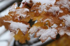 Snow on leaves