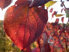Red Leaf