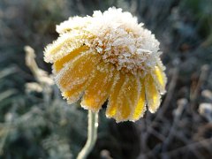 Frozen Flower