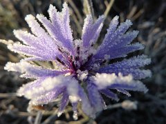 Frozen Flower