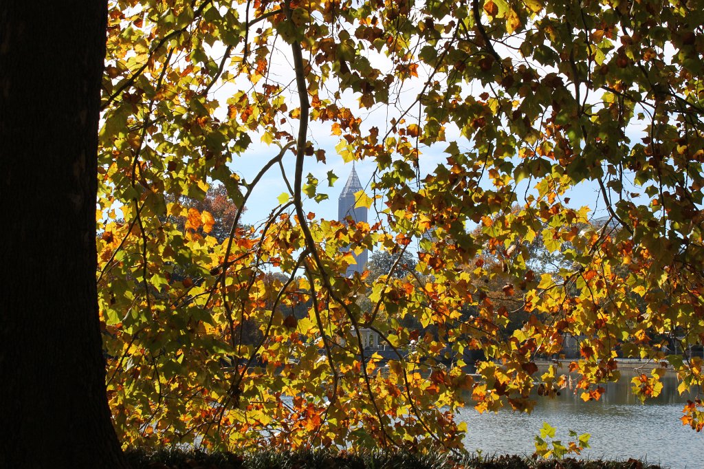 IMG_2166.JPG - Midtown Atlanta through tree  http://en.wikipedia.org/wiki/Midtown_Atlanta 