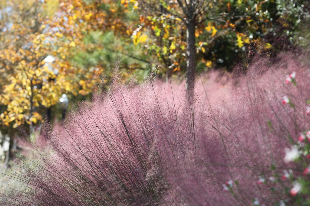 IMG_2169.JPG - Flowers