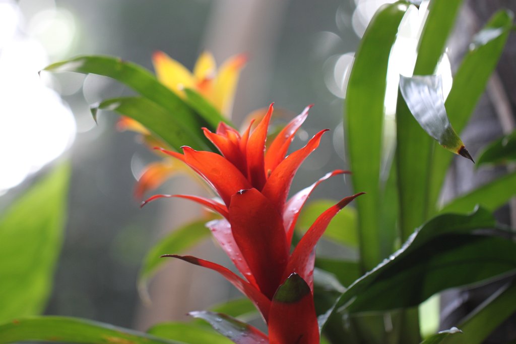 IMG_2187.JPG - Tropical flowers in Atlanta's botanical garden  http://en.wikipedia.org/wiki/Atlanta_Botanical_Garden 