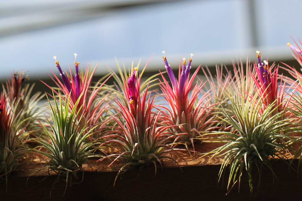 IMG_2200.JPG - Tropical Flowers in Atlanta's botanical garden  http://en.wikipedia.org/wiki/Atlanta_Botanical_Garden 