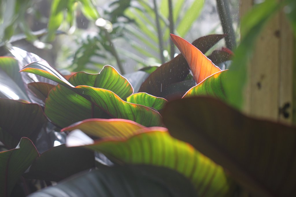 IMG_2203.JPG - Leaves in Atlanta's botanical garden  http://en.wikipedia.org/wiki/Atlanta_Botanical_Garden 