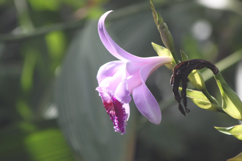 IMG_2211.JPG - Orchids in Atlanta's botanical garden  http://en.wikipedia.org/wiki/Atlanta_Botanical_Garden 