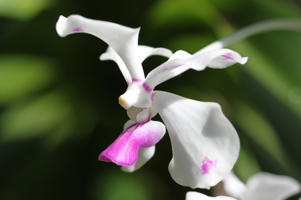 IMG_2218.JPG - Orchids in Atlanta's botanical garden  http://en.wikipedia.org/wiki/Atlanta_Botanical_Garden 