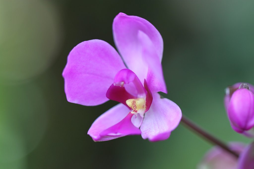 IMG_2219.JPG - Orchids in Atlanta's botanical garden  http://en.wikipedia.org/wiki/Atlanta_Botanical_Garden 