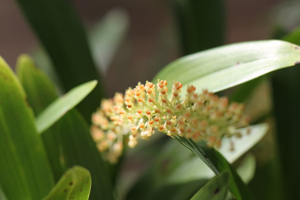 IMG_2224.JPG - Orchids in Atlanta's botanical garden  http://en.wikipedia.org/wiki/Atlanta_Botanical_Garden 