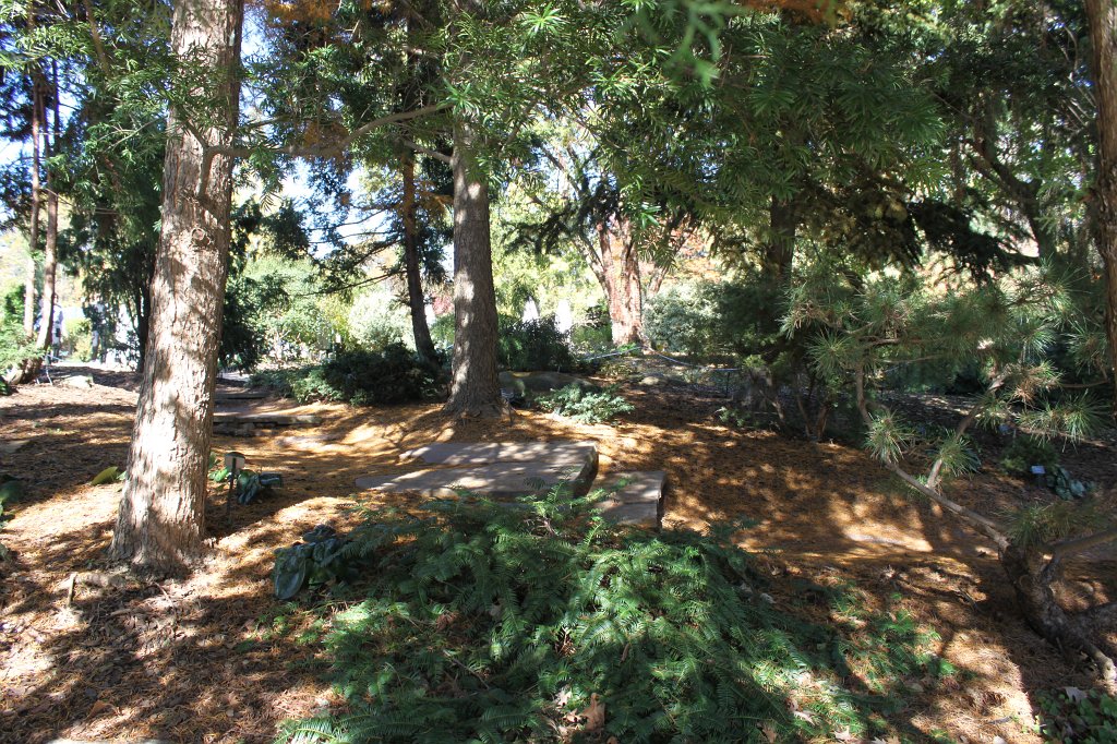 IMG_2247.JPG - Path below trees