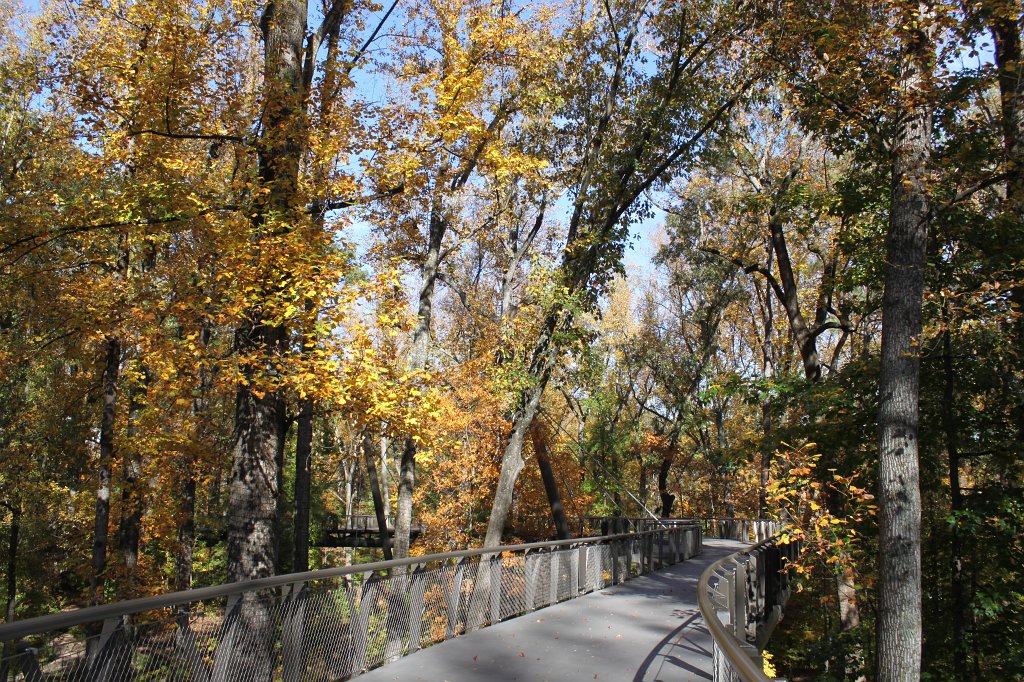 IMG_2267.JPG - Canopy walk