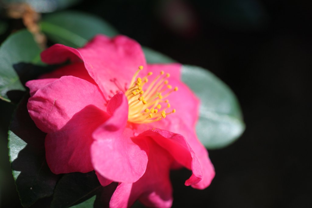 IMG_2279.JPG - Flowers in Atlanta's botanical garden  http://en.wikipedia.org/wiki/Atlanta_Botanical_Garden 