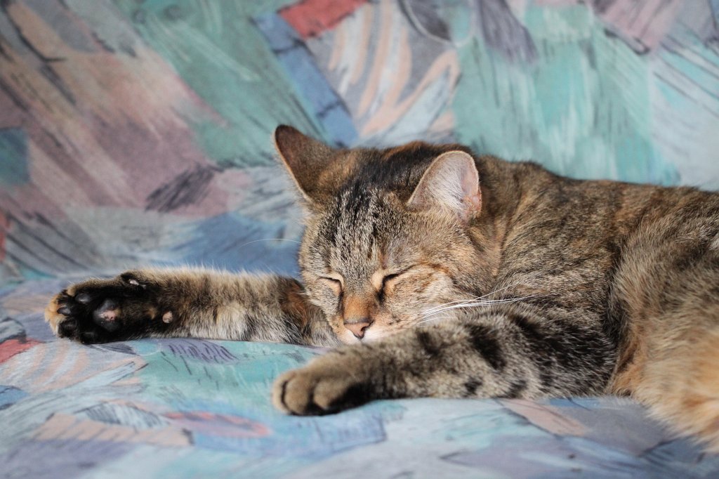 IMG_2696.JPG - Relaxing cat