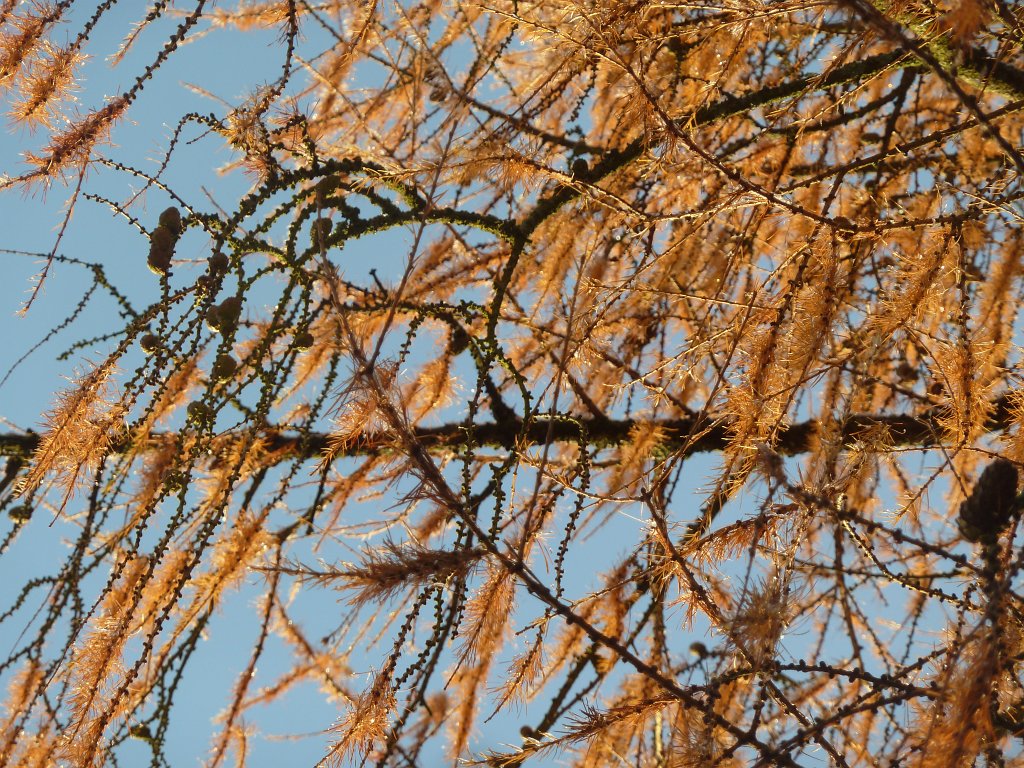 P1090329.JPG - Larch in winter sun