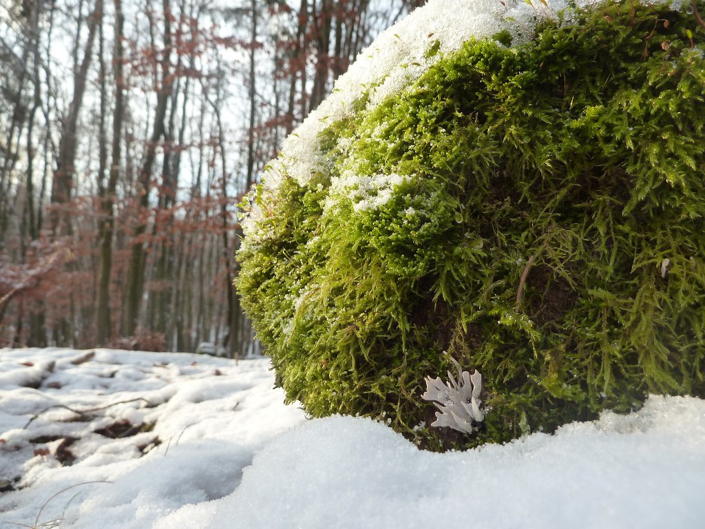 P1090337.JPG - Moss & snow