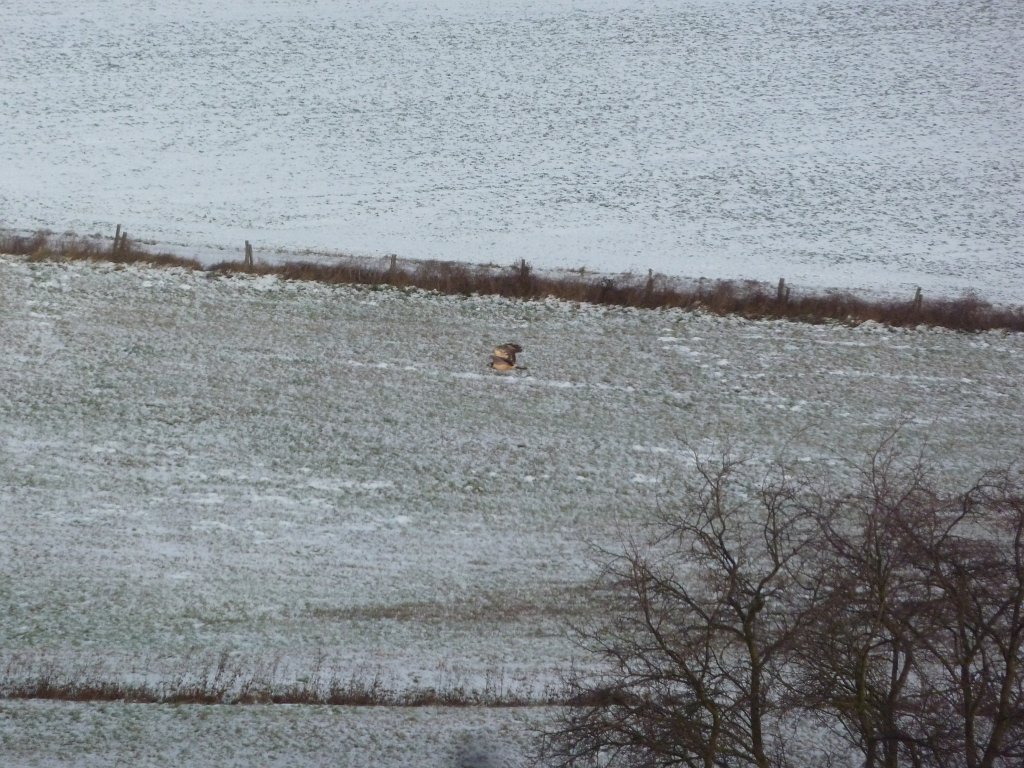 P1090338.JPG - Flying bird