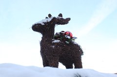 Reindeer