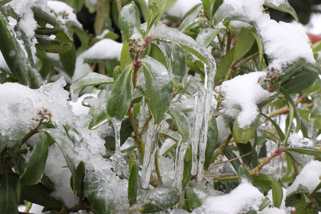 IMG_2934.JPG - Icicled shrub