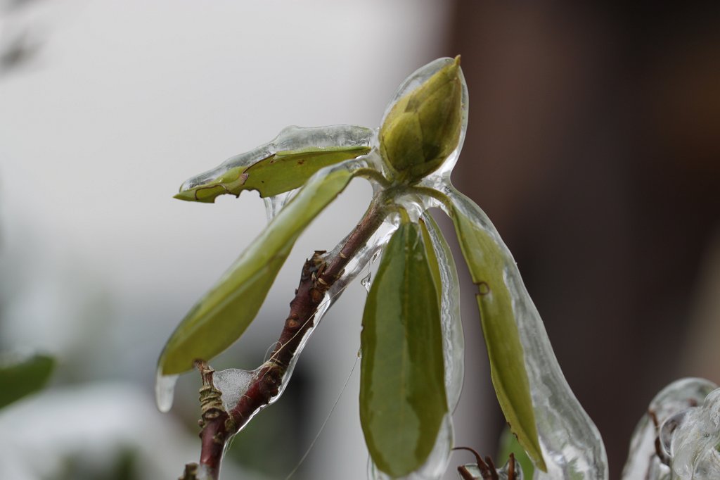 IMG_2935.JPG - Ice captured