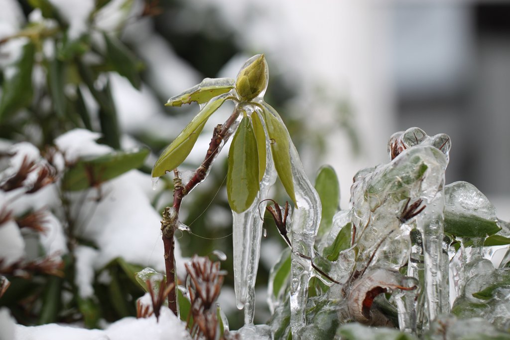 IMG_2937.JPG - Icicled shrub