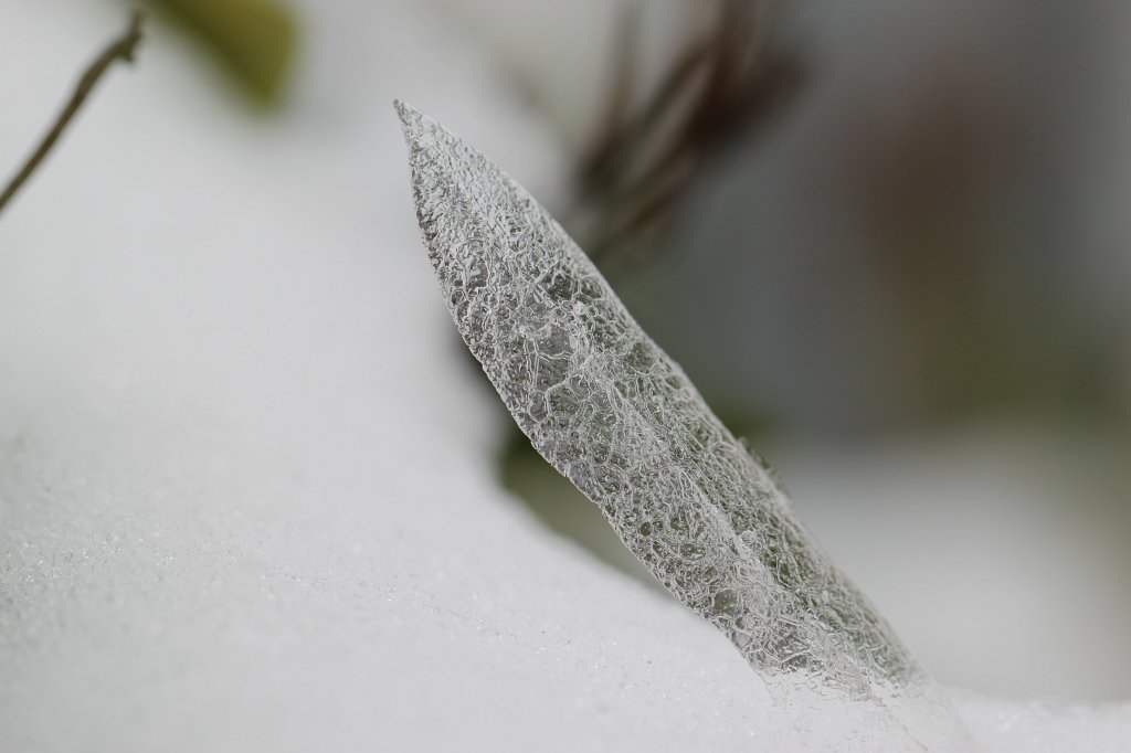 IMG_2941.JPG - Ice leaf