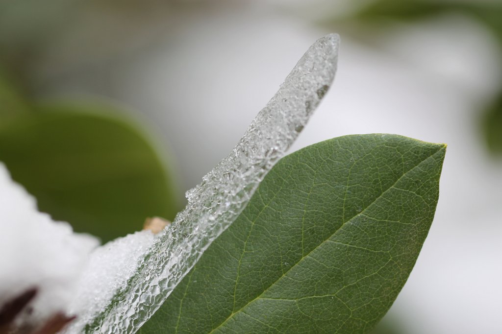 IMG_2943.JPG - Ice leaf